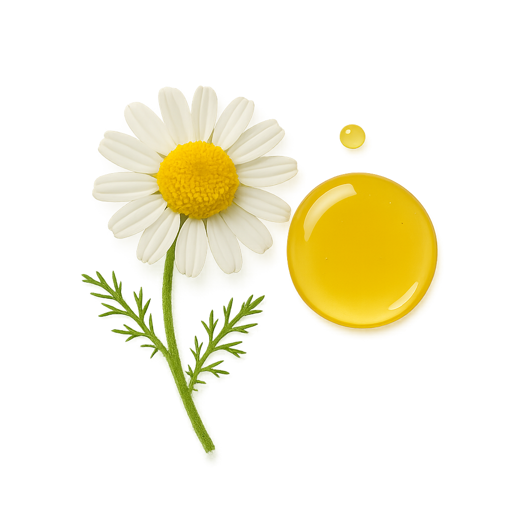 Anthemis Nobilis Flower Oil