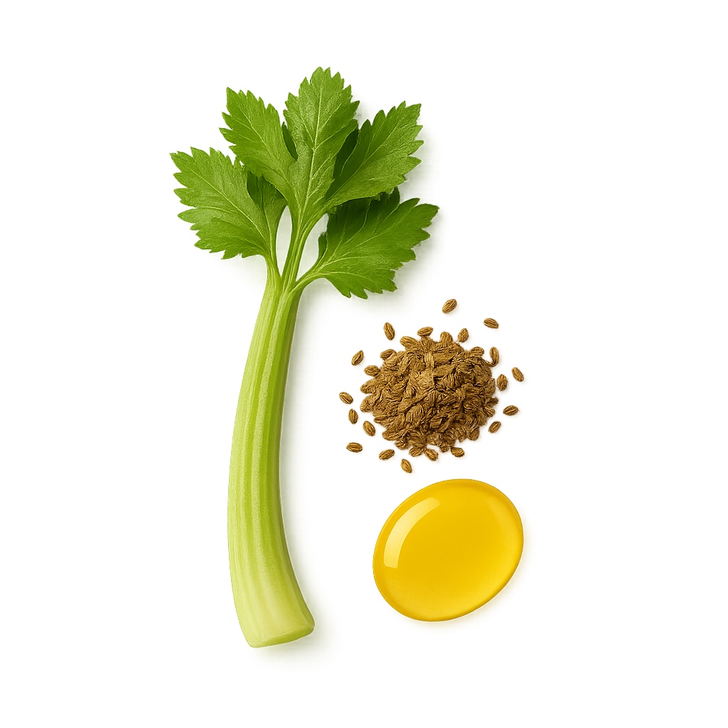 Apium Graveolens (Celery) Seed Oil