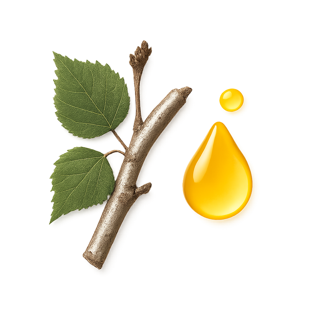 Betula Pendula (Birch) Twig Oil