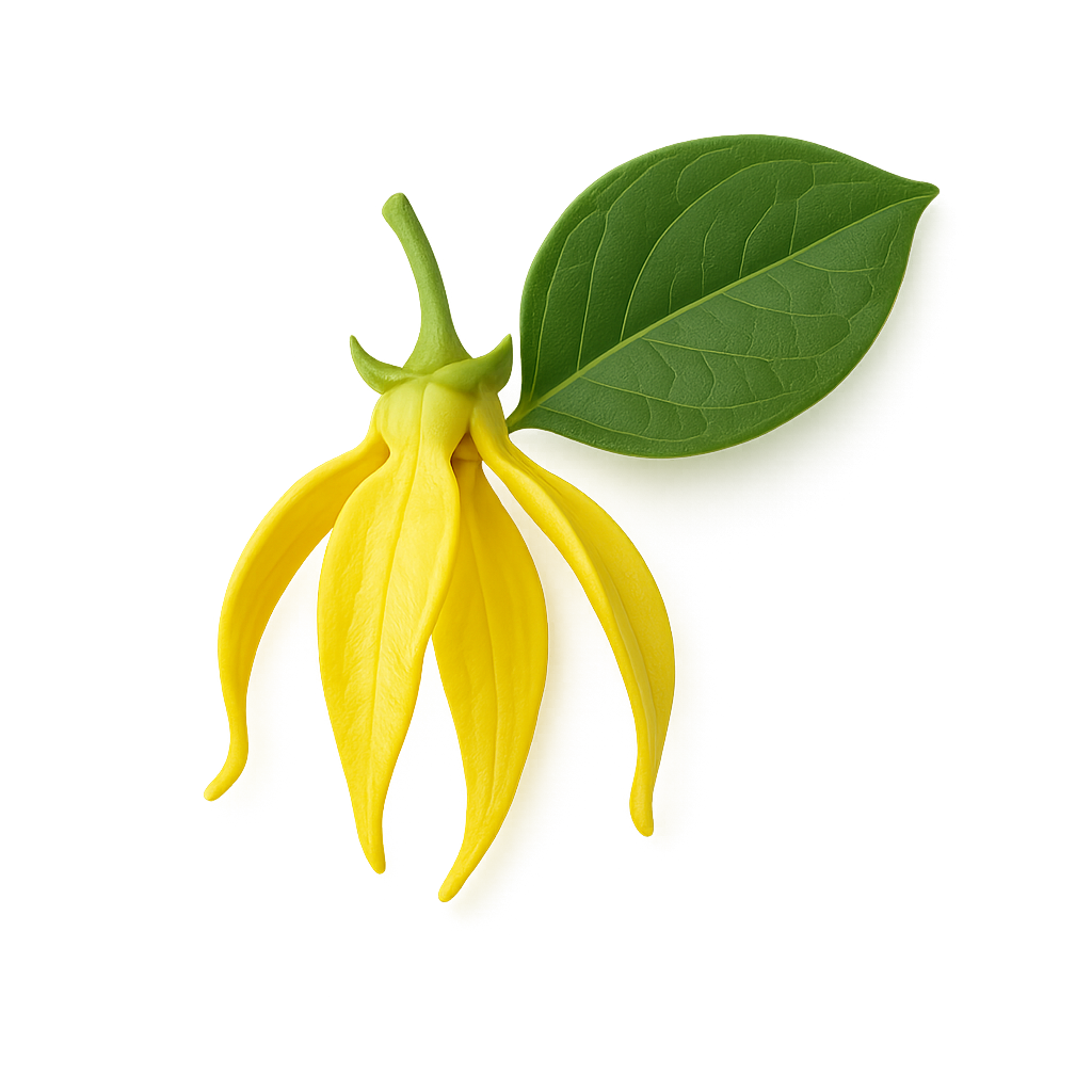 Ylang ylang